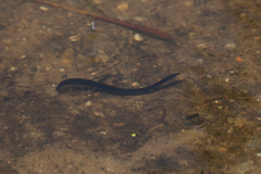 Haemopis