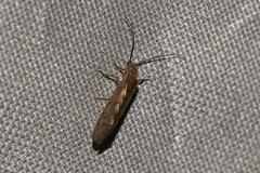 Stenosialis australiensis