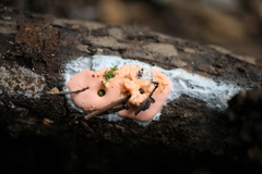 Dictydiaethalium plumbeum