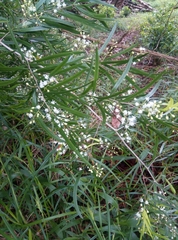 Asparagus falcatus