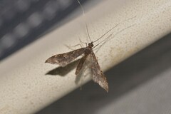 Euthrausta holophaea