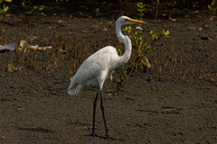 Ardea alba
