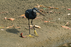 Egretta gularis