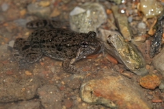 Occidozyga martensii