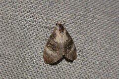 Acatapaustus leucospila