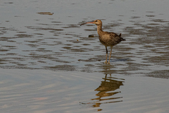 Numenius phaeopus