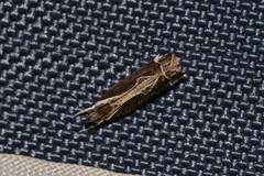 Chaliniastis astrapaea