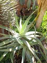 Aloe arborescens