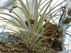 Tillandsia fasciculata