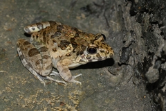 Fejervarya limnocharis