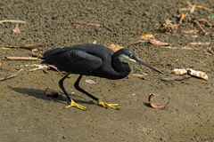 Egretta gularis