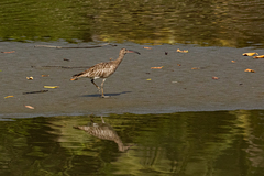 Numenius phaeopus