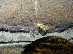 Oligia strigilis