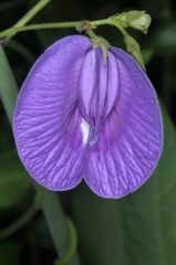 Clitoria cordobensis
