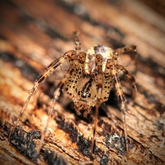Pityohyphantes