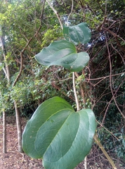 Smilax anceps