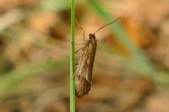 Diurnea lipsiella