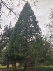 Sequoioideae