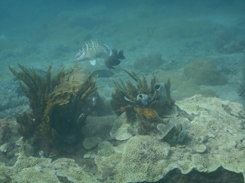 Napoleon wrasse