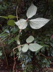 Dioscorea dregeana