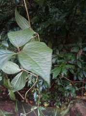 Dioscorea dregeana