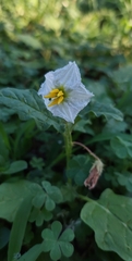 Solanum juvenale