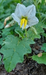 Solanum juvenale