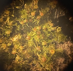 Ephemerum spinulosum