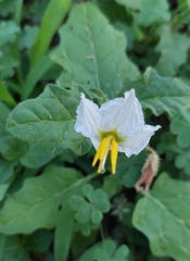 Solanum juvenale