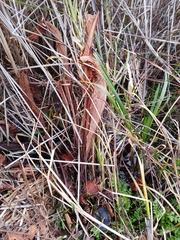 Rumex hydrolapathum