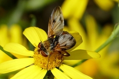 Ectophasia crassipennis