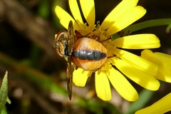 Ectophasia crassipennis