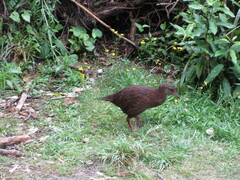 Gallirallus australis