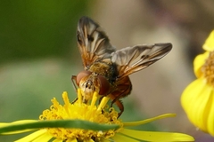 Ectophasia crassipennis