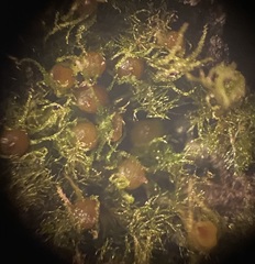 Ephemerum spinulosum