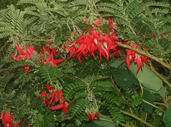 Clianthus puniceus