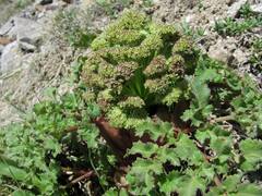 Archangelica brevicaulis