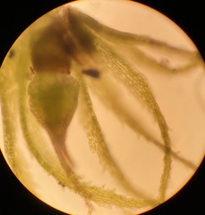 Ephemerum spinulosum