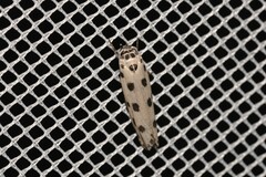 Ethmia sphaerosticha