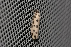 Ethmia sphaerosticha