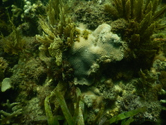 Gardineroseris planulata