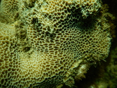 Gardineroseris planulata