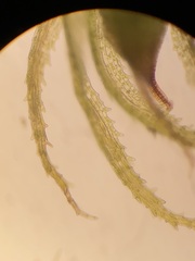 Ephemerum spinulosum