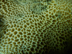 Gardineroseris planulata