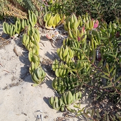 Carpobrotus virescens
