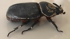 Oryctes rhinoceros
