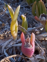 Carpobrotus virescens