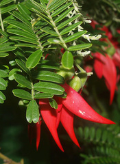 Clianthus puniceus