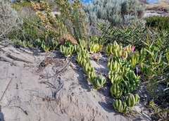 Carpobrotus virescens