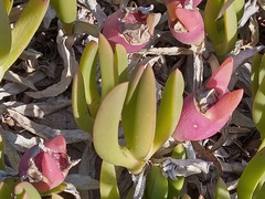 Carpobrotus virescens